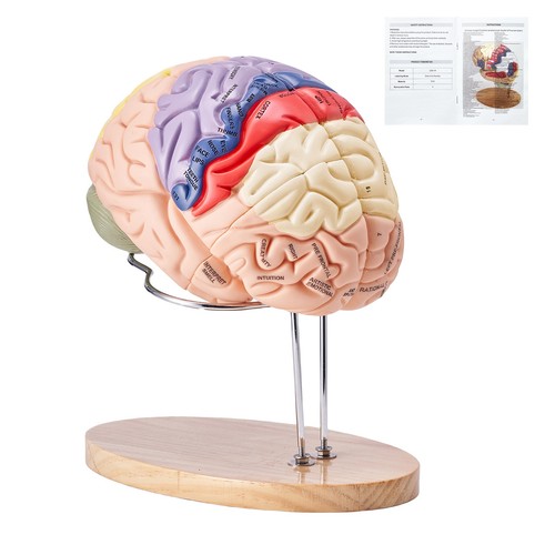 Modèle cerveau - de,