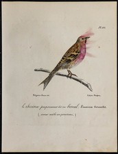 1830 - Sizerin flammé mâle - Lithographie ancienne d'oiseau (Ornithologie)