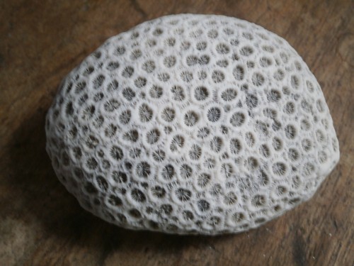 Collection coraux fossile - coraux,