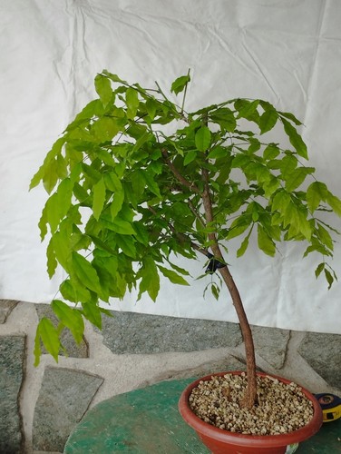 Bonsaï glycine cm55x23 - , pot