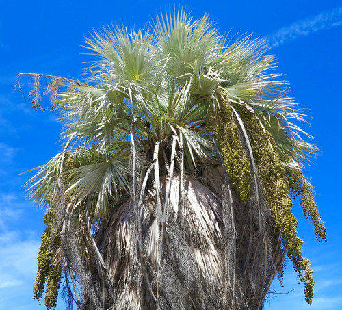 Brahea armata seeds - brahea,