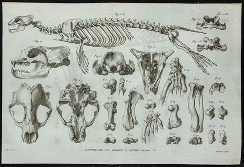 1836 squelette phoque - squelette,