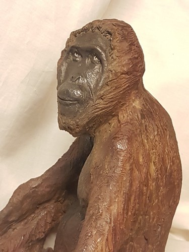 Orangutan original animal - "orangutan",