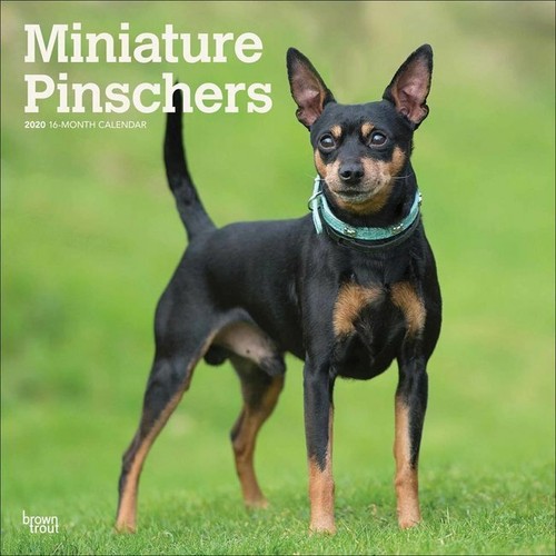 Calendrier 2020 pinscher - 2020,
