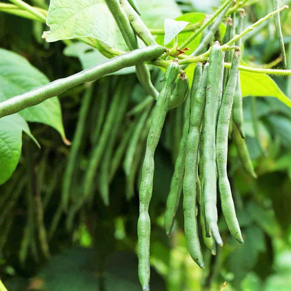 Jade green bean - green, seeds