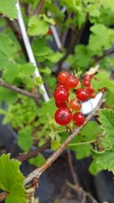 Ribes rubrum 'London Market' / Groseillier à grappes 'London Market' / Conten...