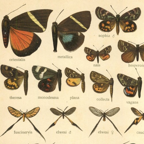 Adalbert seitz papillons - seitz,
