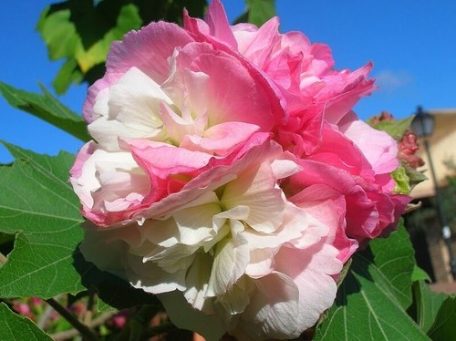 Hibiscus mutabilis - hibiscus,