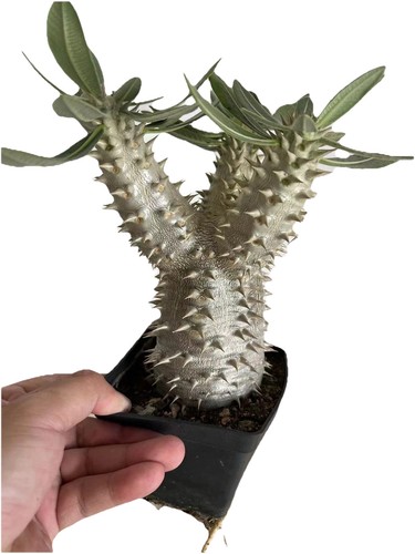 Multi head pachypodium - multi-head,