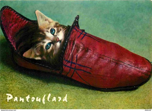 Carte postale animaux - carte,