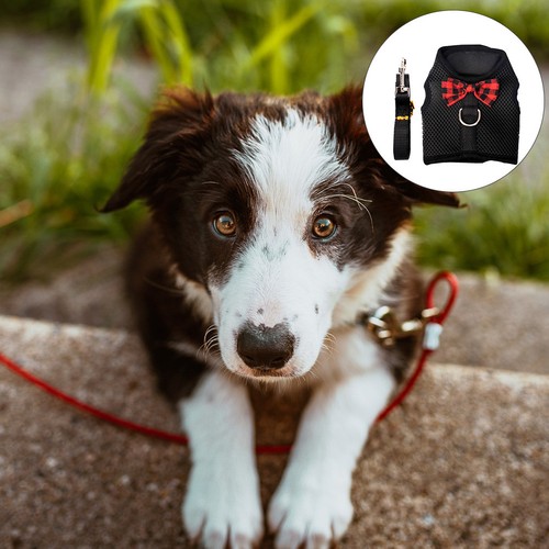 Harnai chiot laisse petit - harnai,