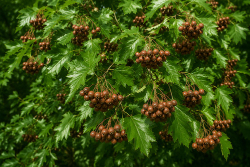Sorbus torminalis graines - torminalis,,