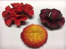 Corail D'Aquarium Reef