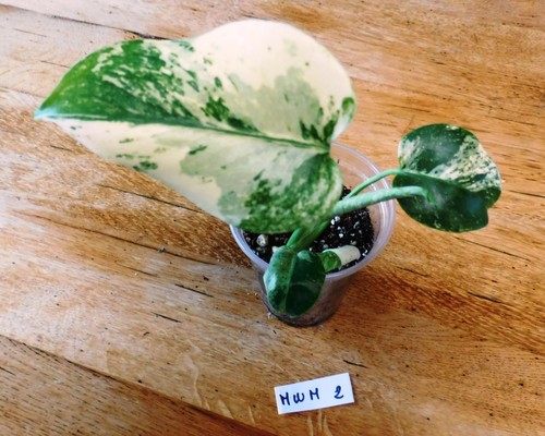 Monstera white monster rare - monster,