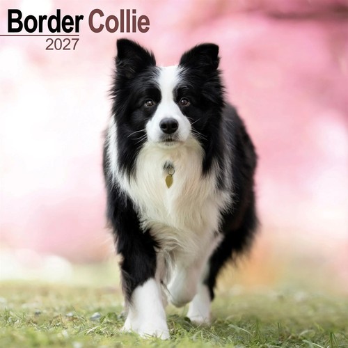 Border collie 2027 wall - collie,