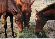 Animals - Horses - Horses eating hay - See scans front back