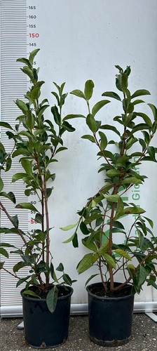 Plante viburno brillant - brillant, vase