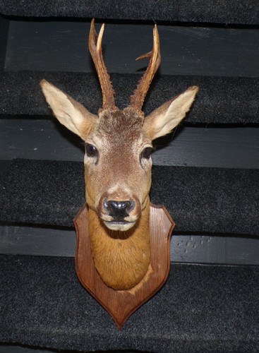 Trophée ancienne tête - , de