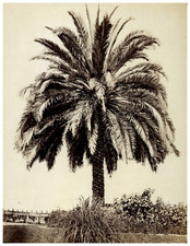 Roma, vintage palm print, albumen print 19.5x25.5 Circa 1860 <div 