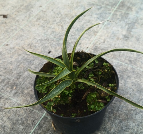 Yucca rupicola ondulé - /,