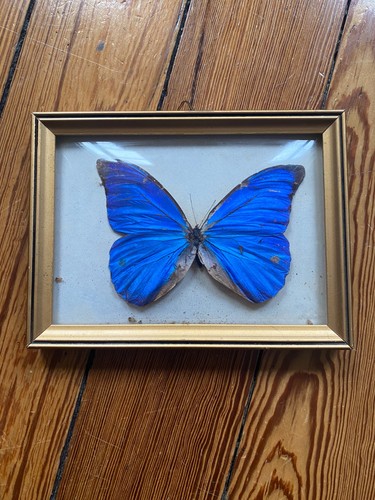 Papillon morpho bleu - papillon, du