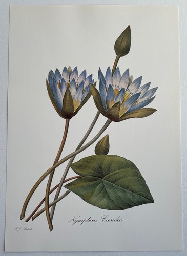 Botany blue lotus - lotus, egypt