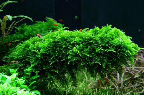Plante aquarium vitro - d’aquarium, in
