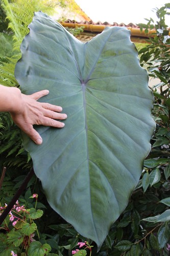 Colocasia fontanesii - , ex