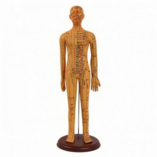 Mannequin acupuncture avec - d'acupuncture,