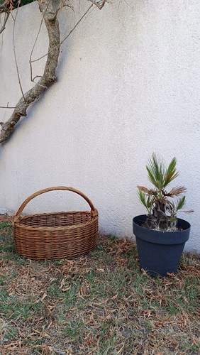 Grand panier osier ancien - grand,