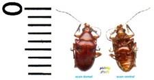 Chrysomelidae - sp unidentified/unidentified sp 1 - insect entomology 1604L