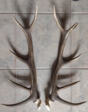Bois de Cerf 63 & 61 cm 11