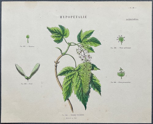 Herbier erable sycomore - erable,