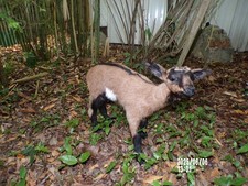 NEW Lamb Lamb Lamb Kid Baby Naturalized Taxidermy Curiosity No.22