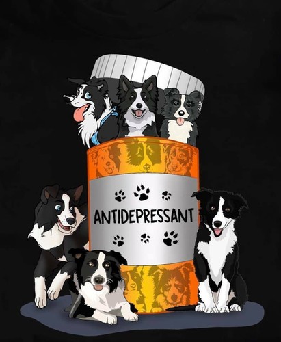 Border collie dog - ,