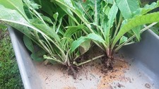 Russian Comfrey (Bocking 14) 5+ Root Cuttings 3/4-1.5 inch long