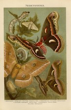 Antique Print-Different moth species-Emperor moth-Seidenspinner-Meyers-1895