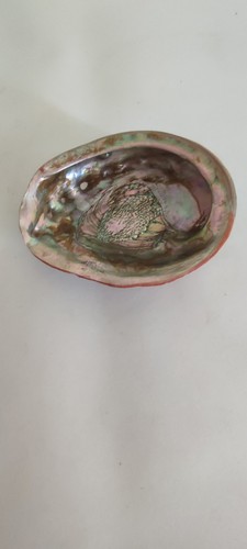 Coquillage ormeau abalone - d'ormeau,