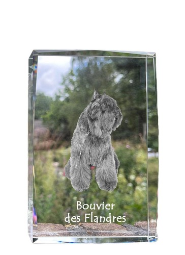 Chien flandre bouvier des - chien,