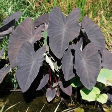 Colocasia Plante aquatique