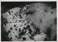 Truie cochon avec ses petits
