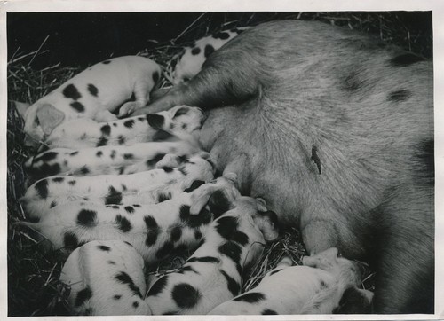 Truie cochon avec ses - , petits