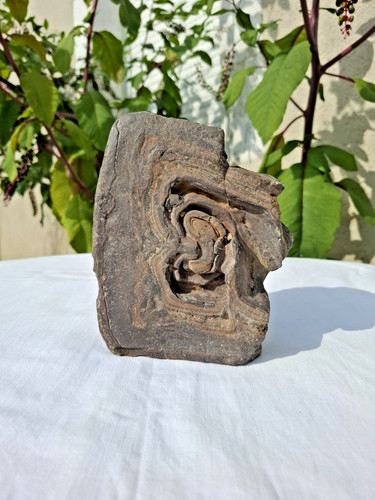 Roche fossilisée pierre - fossilisée,