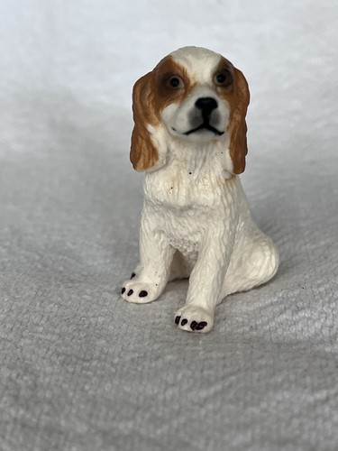 King charles cavalier - king, cocker