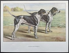 Gascon saintongeois color reproduction 1960 François Castellan