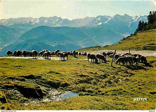 Carte postale animaux - -,