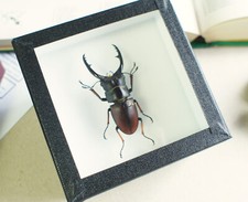 Cadre d'insecte naturalisé -