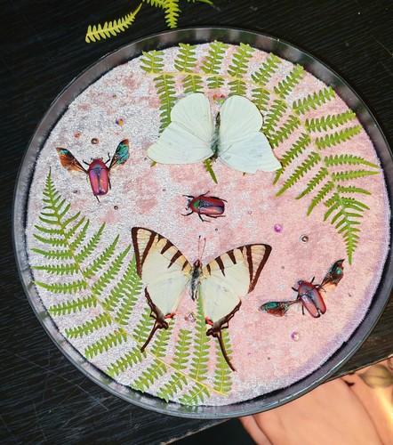 Cadre rond entomologique sous
