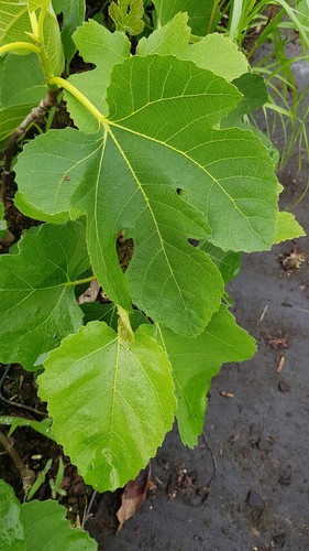 Ficus carica atlas gold - 'atlas, /