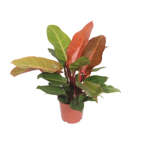Philodendron prince orange - prince,